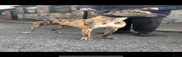 Greyhound dogs for sale: Eske  - Advert 1