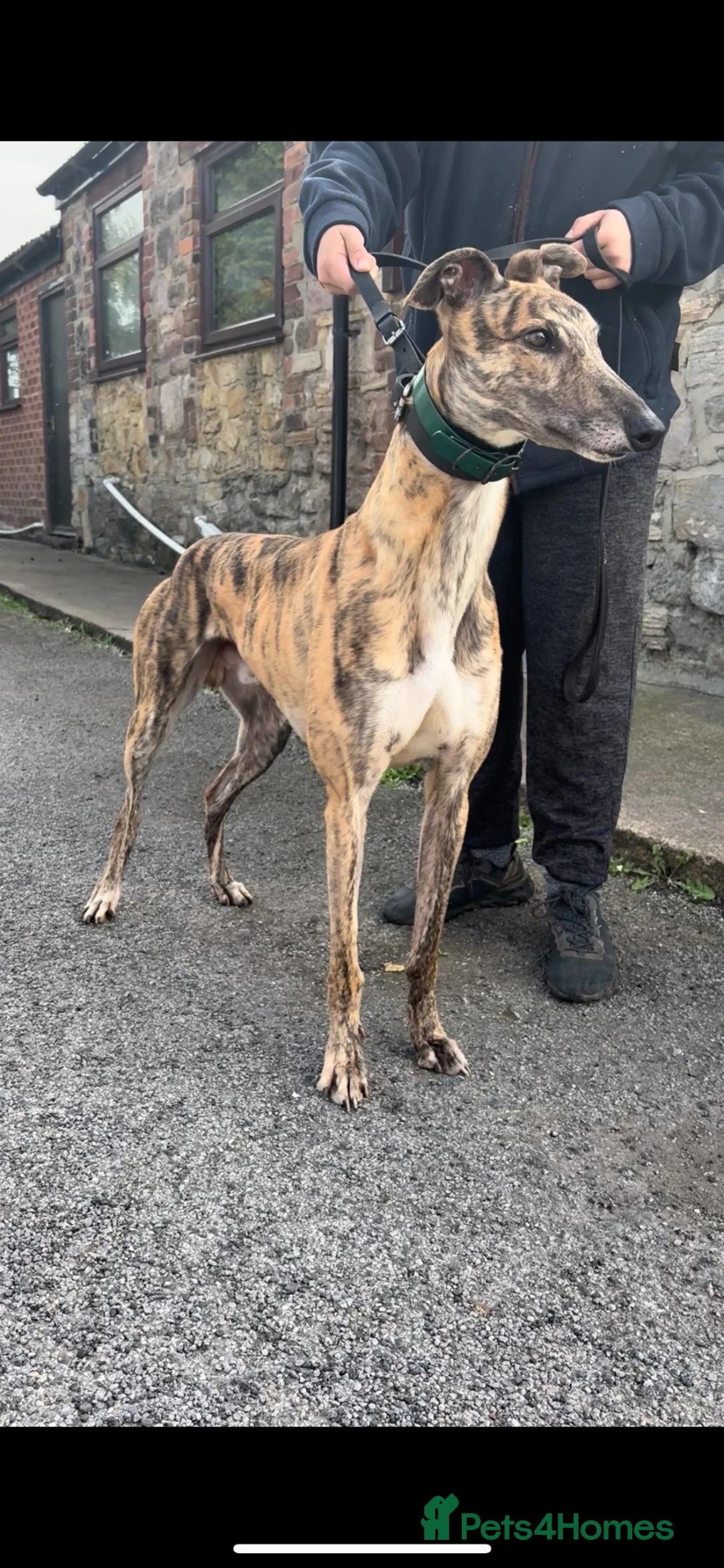 Greyhound dogs for sale: Eske  - Advert 1