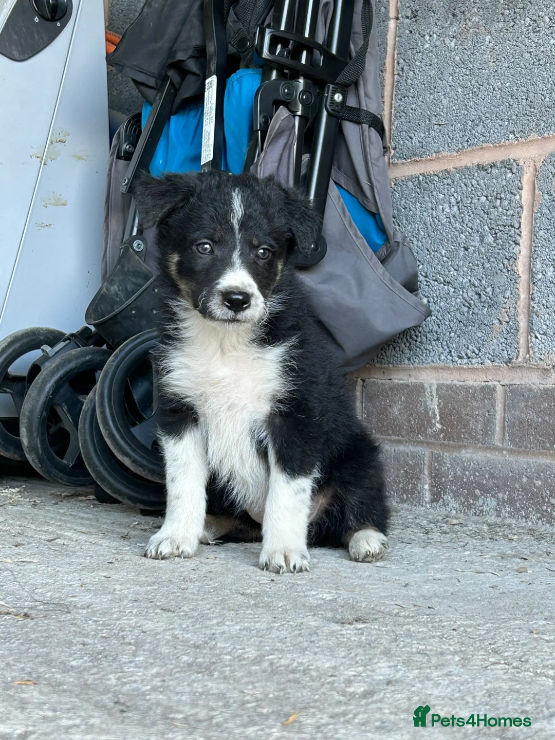 Border Collie dogs for sale: Beautiful Litter of ISDS registered pups - Advert 7
