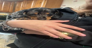 Dachshund dogs - Advert 3