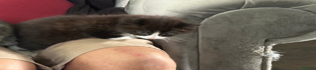 Domestic Shorthair Kitten 2
