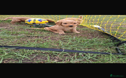 Mini Goldendoodle dogs for sale: F1 Goldendoodle puppies  - Image 11