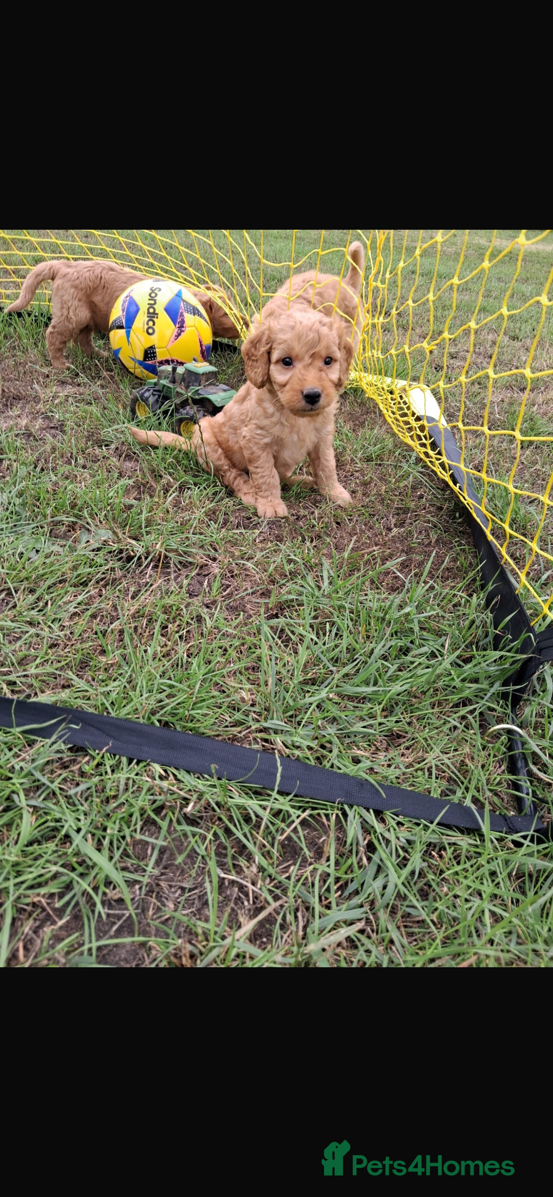 Mini Goldendoodle dogs for sale: F1 Goldendoodle puppies  - Image 11