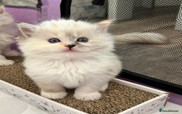 Ragdoll cats for sale: Stunning Ragdoll kitten SHOW/BREEDING -GCCF   - Image 24