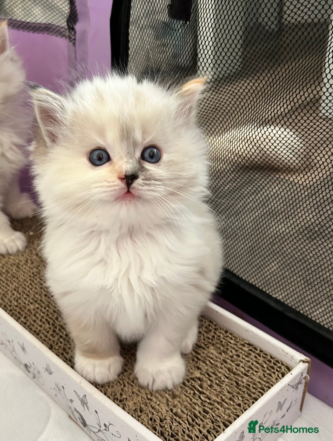 Ragdoll cats for sale: Stunning Ragdoll kitten SHOW/BREEDING -GCCF   - Image 24
