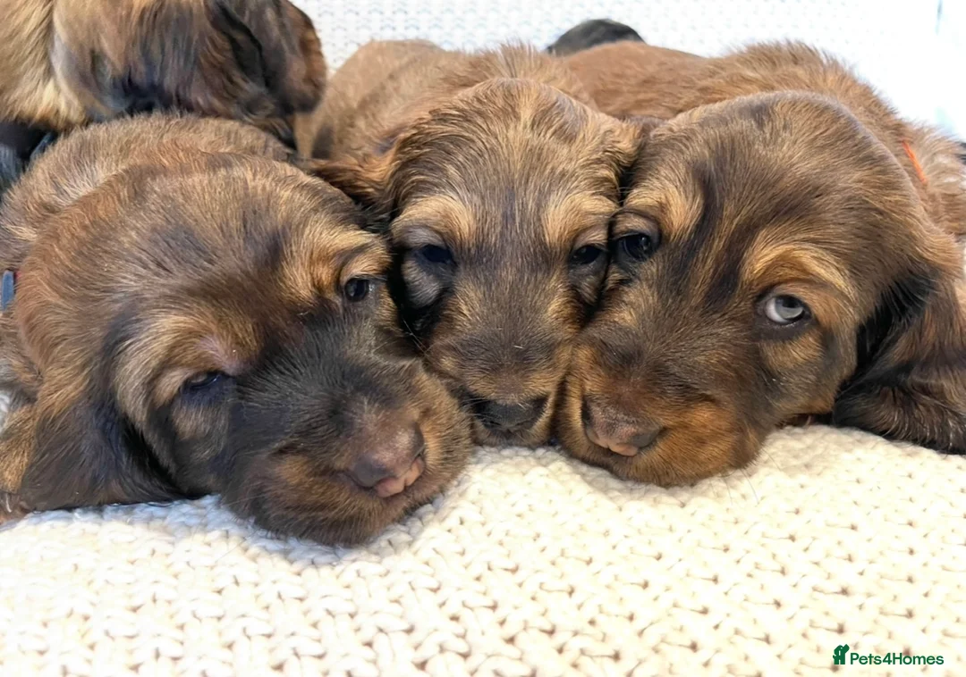 Dachshund dogs for sale: 5 KC Standard Long Hair Dachshunds - Advert 19