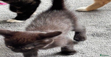 Mixed Breed cats - Advert 10