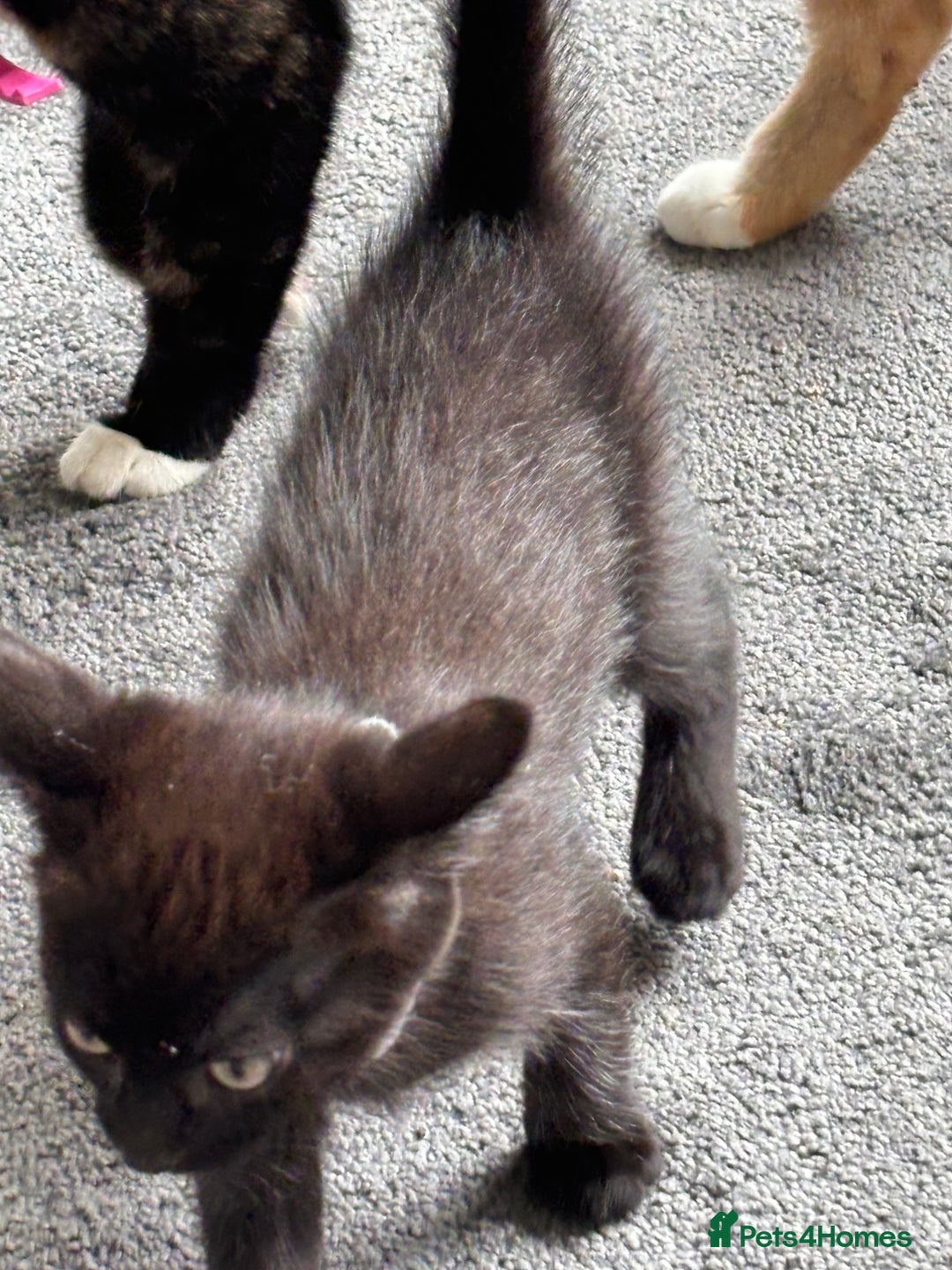 Mixed Breed cats for sale: Kittens  - Image 2