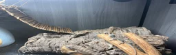 Bearded Dragon reptiles for sale: Baby Bearded Dragons  in Didcot - Advert 12