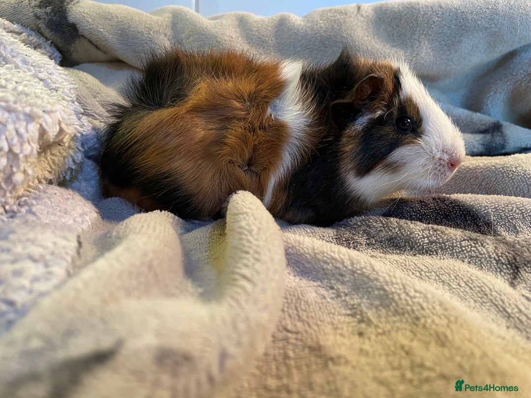 Guinea Pig rodents for sale: Baby boar guinea pigs  - Image 2