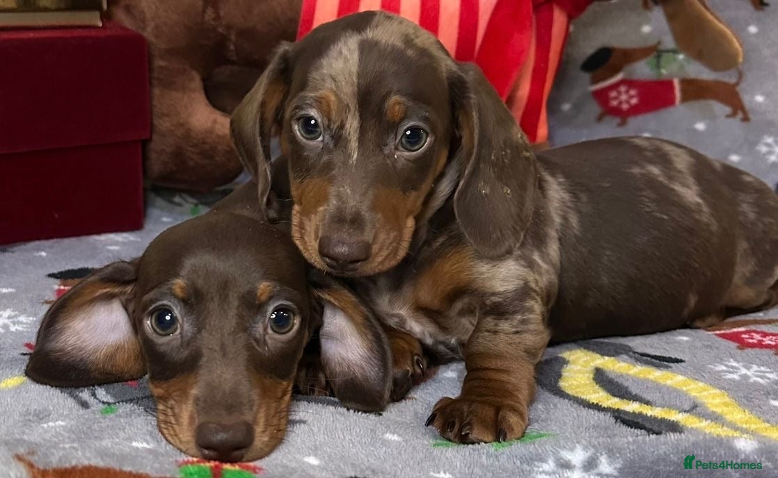 Miniature Dachshund dogs Two beautiful mini smooths available  - Advert 7