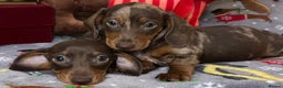 Miniature Dachshund dogs for sale: Two beautiful mini smooths available  - Advert 1