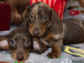 Miniature Dachshund dogs Two beautiful mini smooths available - Advert 8