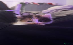 Mixed Breed cats for sale: 3 beautiful kittens available  - Image 16