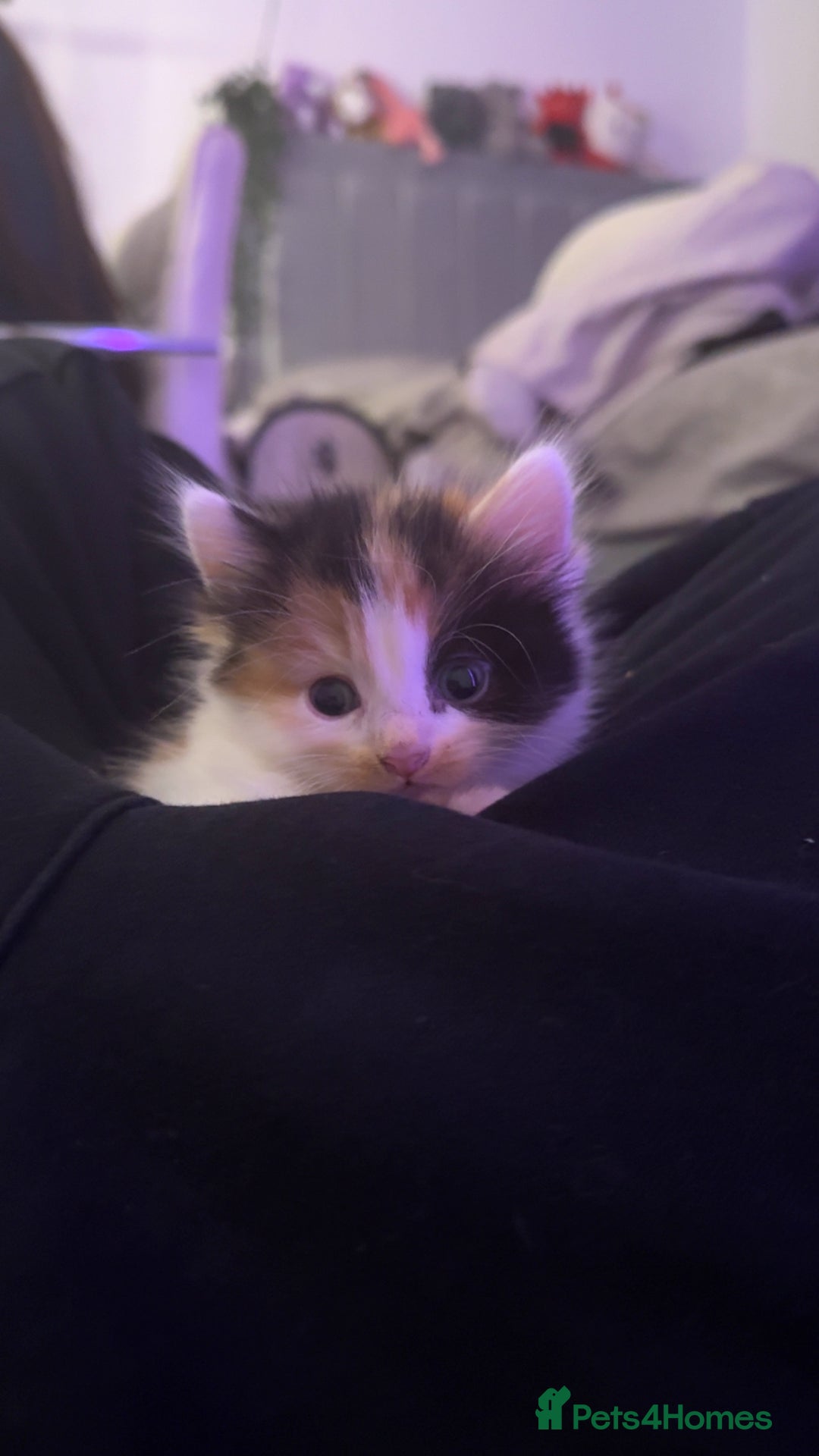 Mixed Breed cats for sale: 3 beautiful kittens available  - Image 16