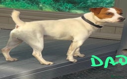Jack Russell dogs for sale: Jack Russel puppies for sale  - Image 9
