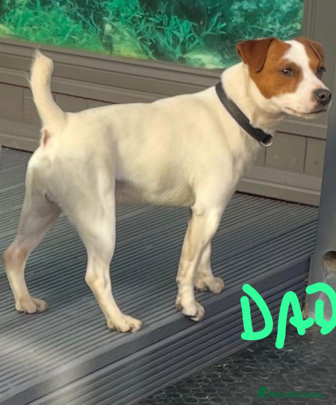 Jack Russell dogs for sale: Jack Russel puppies for sale  - Image 9