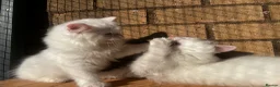 Turkish Angora cats for sale: Kittens available for loving homes - Advert 19