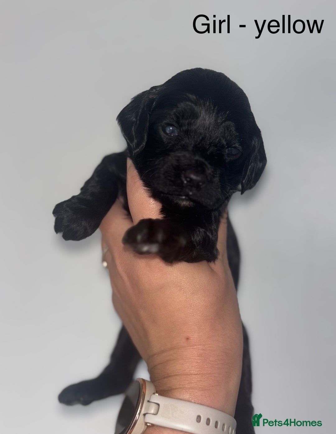 Cockapoo dogs for sale: F1 cockapoos - Image 8