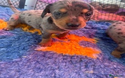 Miniature Dachshund dogs for sale: Pra clear mini smooth dachshund pups - Image 17
