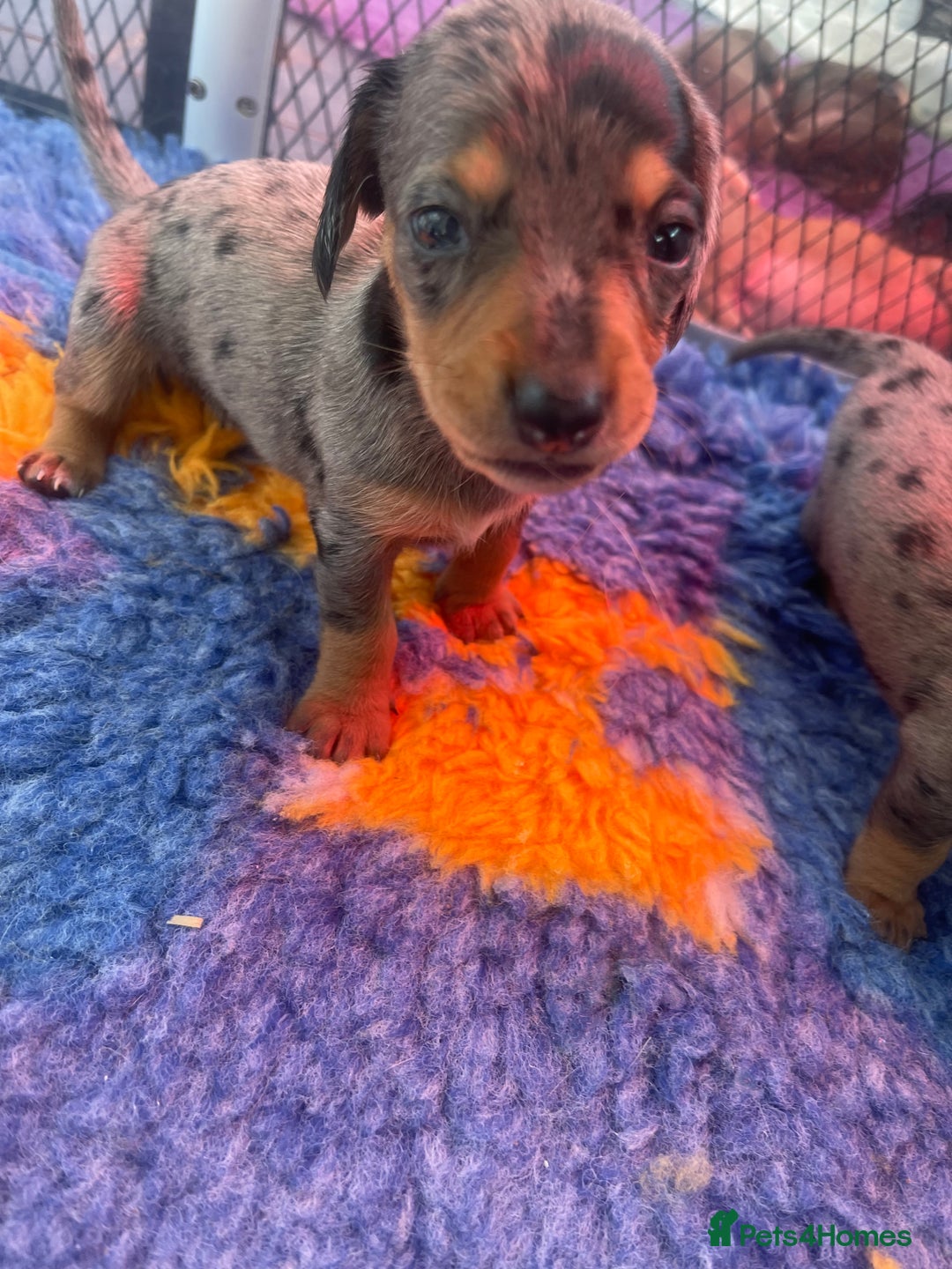 Miniature Dachshund dogs for sale: Pra clear mini smooth dachshund pups - Image 17
