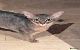 Abyssinian cats for sale: Male Abyssinian Cat Looking for a Loving New Home - Image 3