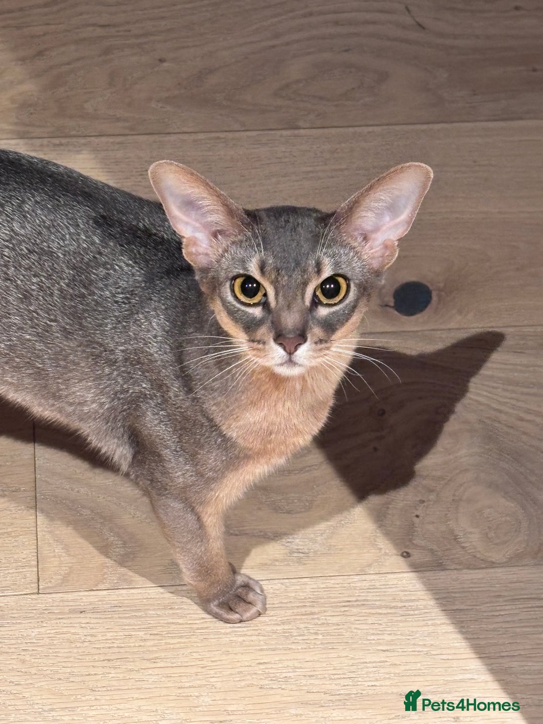 Abyssinian cats for sale: Male Abyssinian Cat Looking for a Loving New Home - Image 3