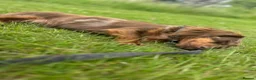 Miniature Dachshund dogs for stud: 👑 Lady Florence Seeks Rendezvous With Bachelor 👑 - Advert 4