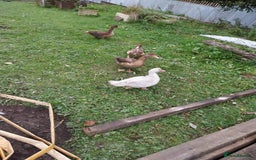 Ducks poultry for sale: Moscovy ducks for sale - Image 5