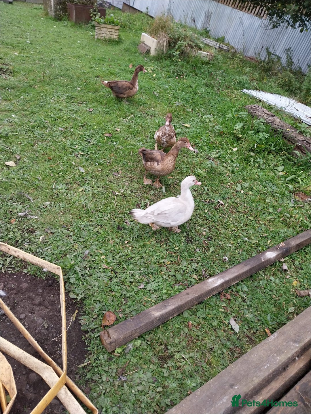 Ducks poultry for sale: Moscovy ducks for sale - Image 5