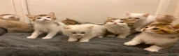 Munchkin cats for sale: Full Pedigree Munchkin Kittens - Advert 4
