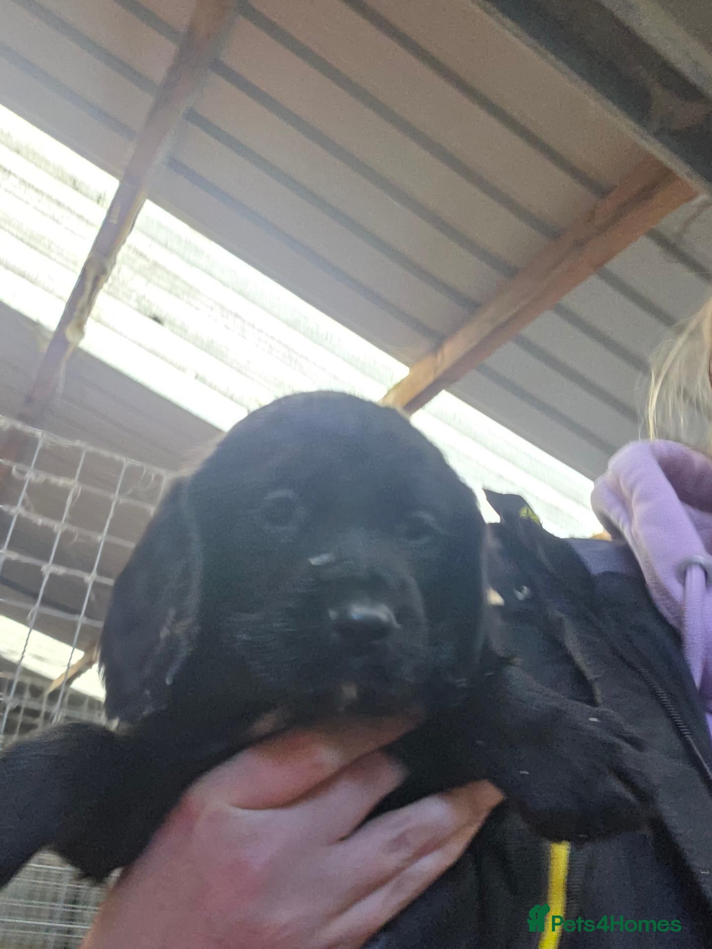 Cocker Spaniel dogs for sale: K.c registered Cocker spaniel puppies  - Advert 1