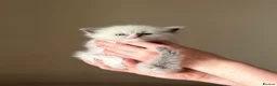 Ragdoll cats for sale: Exceptional Quality Ragdoll Kittens  - Advert 6