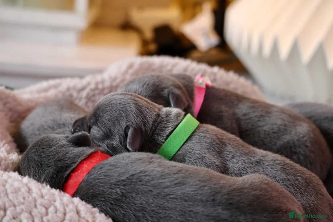 Staffordshire Bull Terrier dogs for sale: Only 1 available ; Blue Staffordshire bullterrier - Advert 14