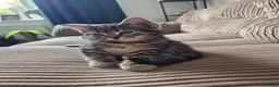 Mixed Breed cats for sale: One female tabby - Advert 2