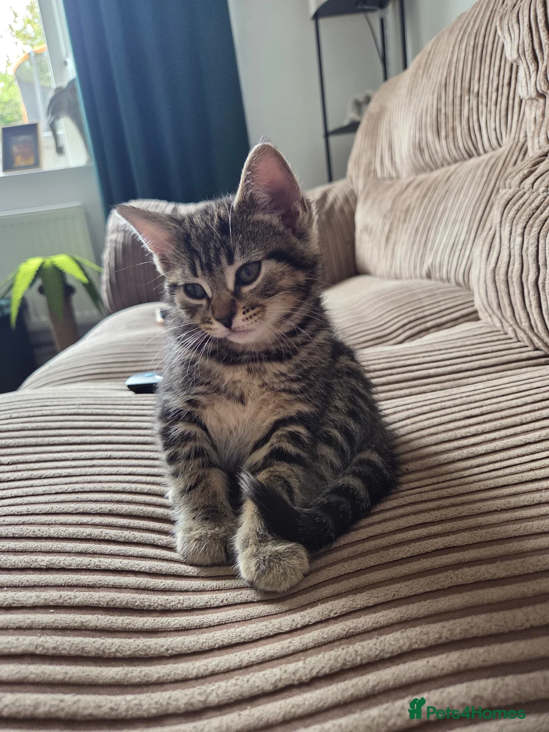 Mixed Breed cats for sale: One female tabby - Advert 2