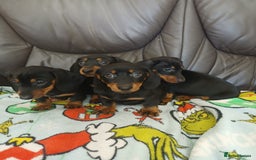 Dachshund dogs for sale: Dachshund puppies - Image 1