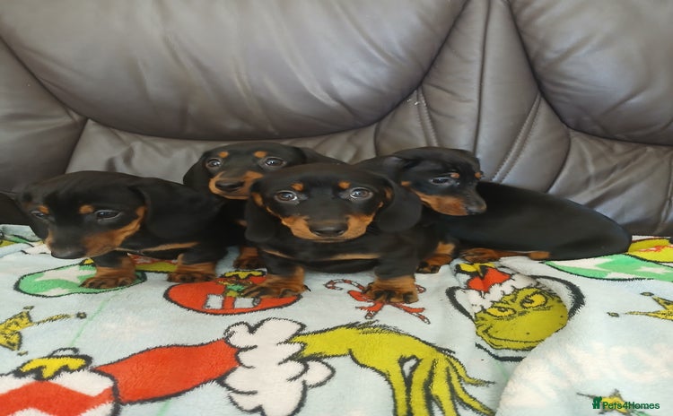 Dachshund dogs - Advert 1