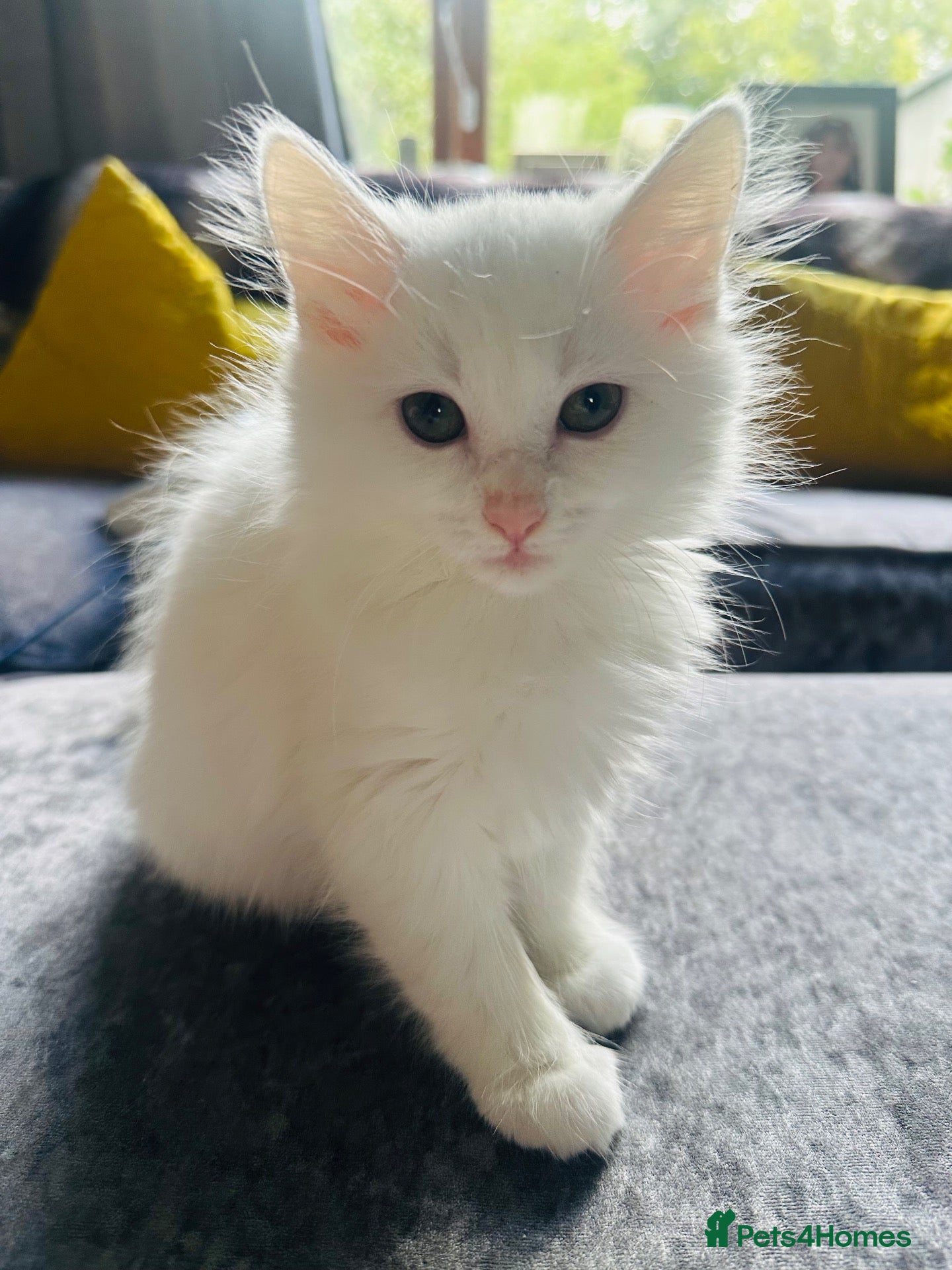 Turkish Angora cats Turkish angora kittens  - Advert 2