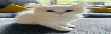 Turkish Angora 2