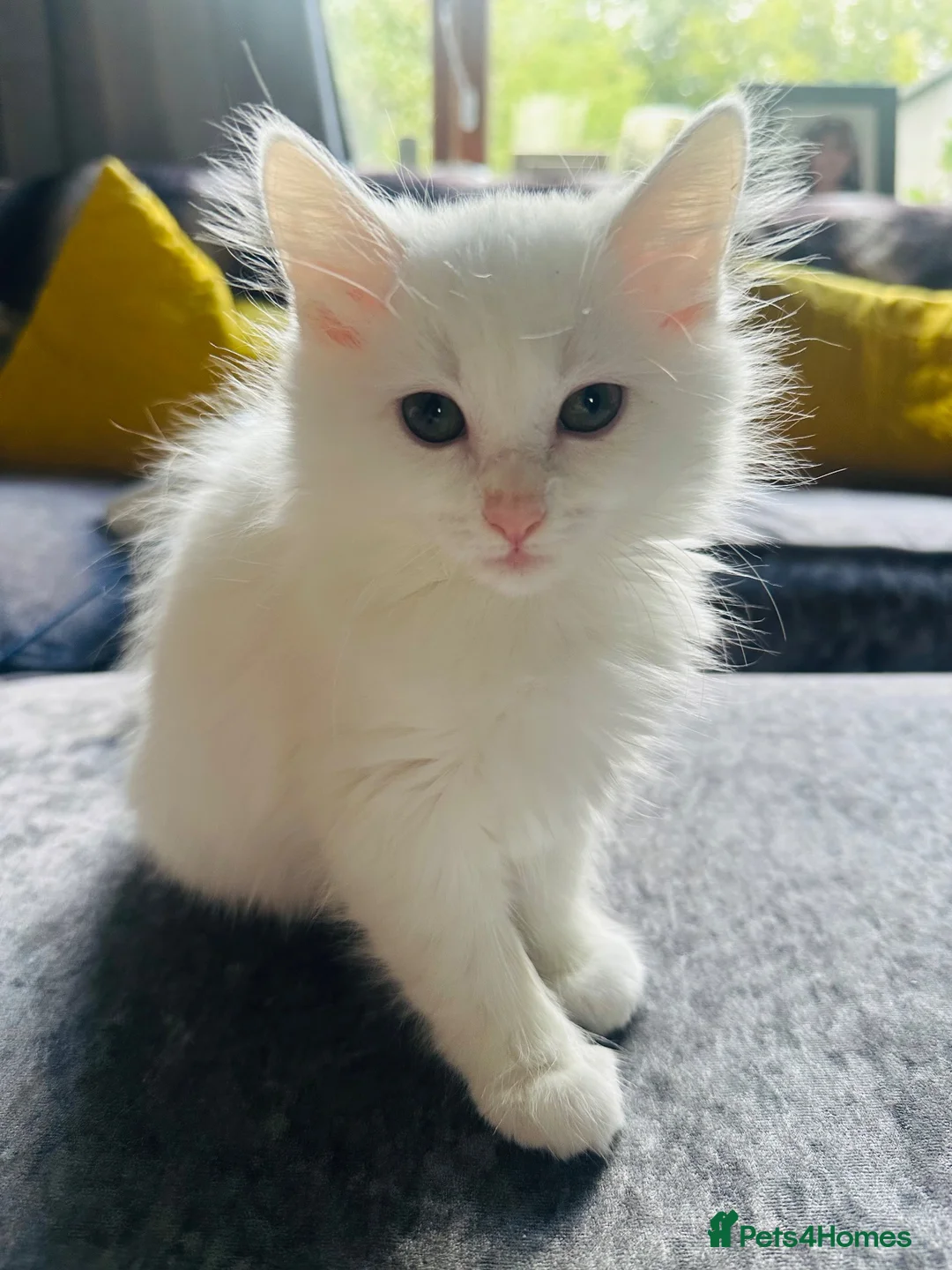 Turkish Angora cats for sale: Turkish angora kittens  - Advert 2