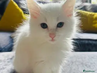 Turkish Angora cats Turkish angora kittens - Advert 2