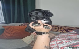 Cocker Spaniel dogs for sale: Cocker Spaniel Puppies  - Image 1