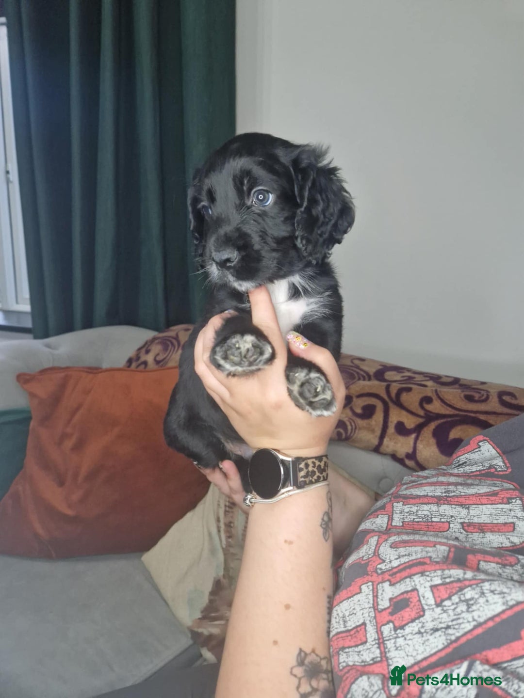 Cocker Spaniel dogs for sale: Cocker Spaniel Puppies  - Image 1