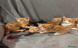 Domestic Shorthair cats for sale: Kitten for sale. Family pet.  - Image 4