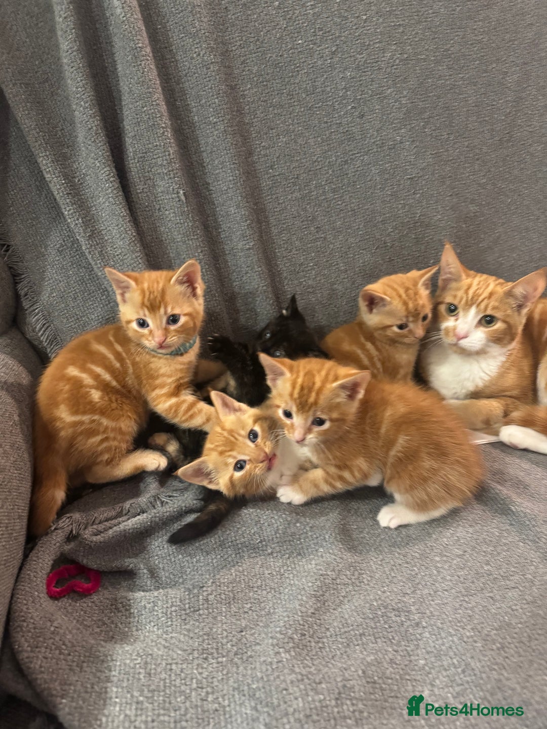 Domestic Shorthair cats for sale: Kitten for sale. Family pet.  - Image 4