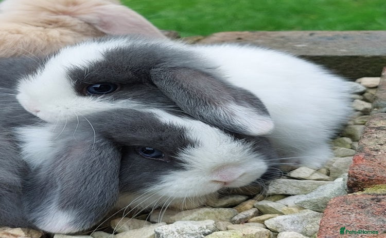 Mini Lop rabbits - Advert 5