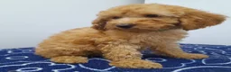 Miniature Poodle dogs for sale: Beautiful miniature poodle puppies ready now - Advert 15