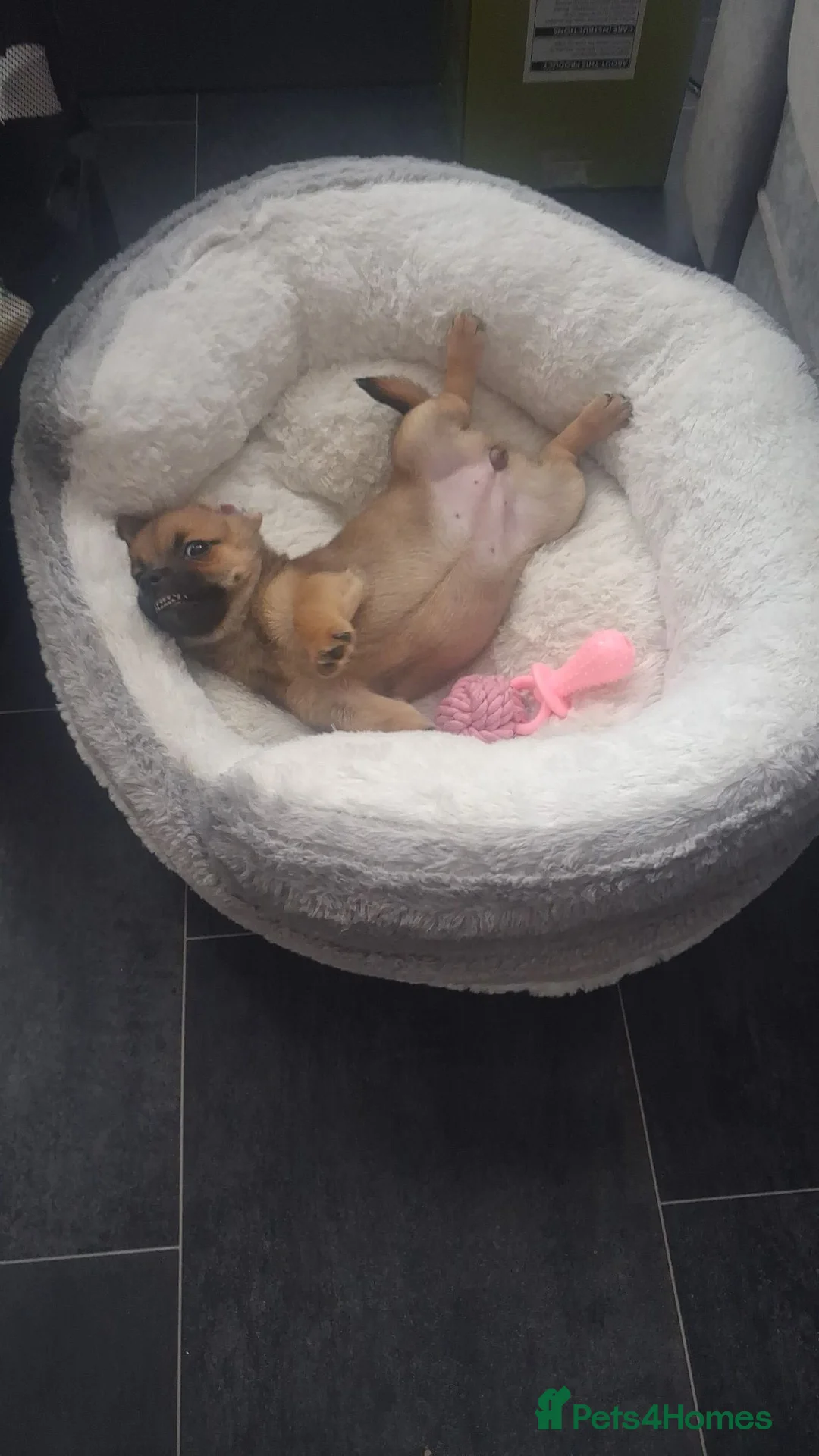 Chihuahua dogs for sale: Little girl  in Southend-on-Sea - Advert 1