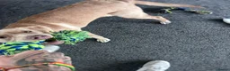Mixed Breed dogs for sale: Winnie 9 month old Labrador cross  - Advert 3